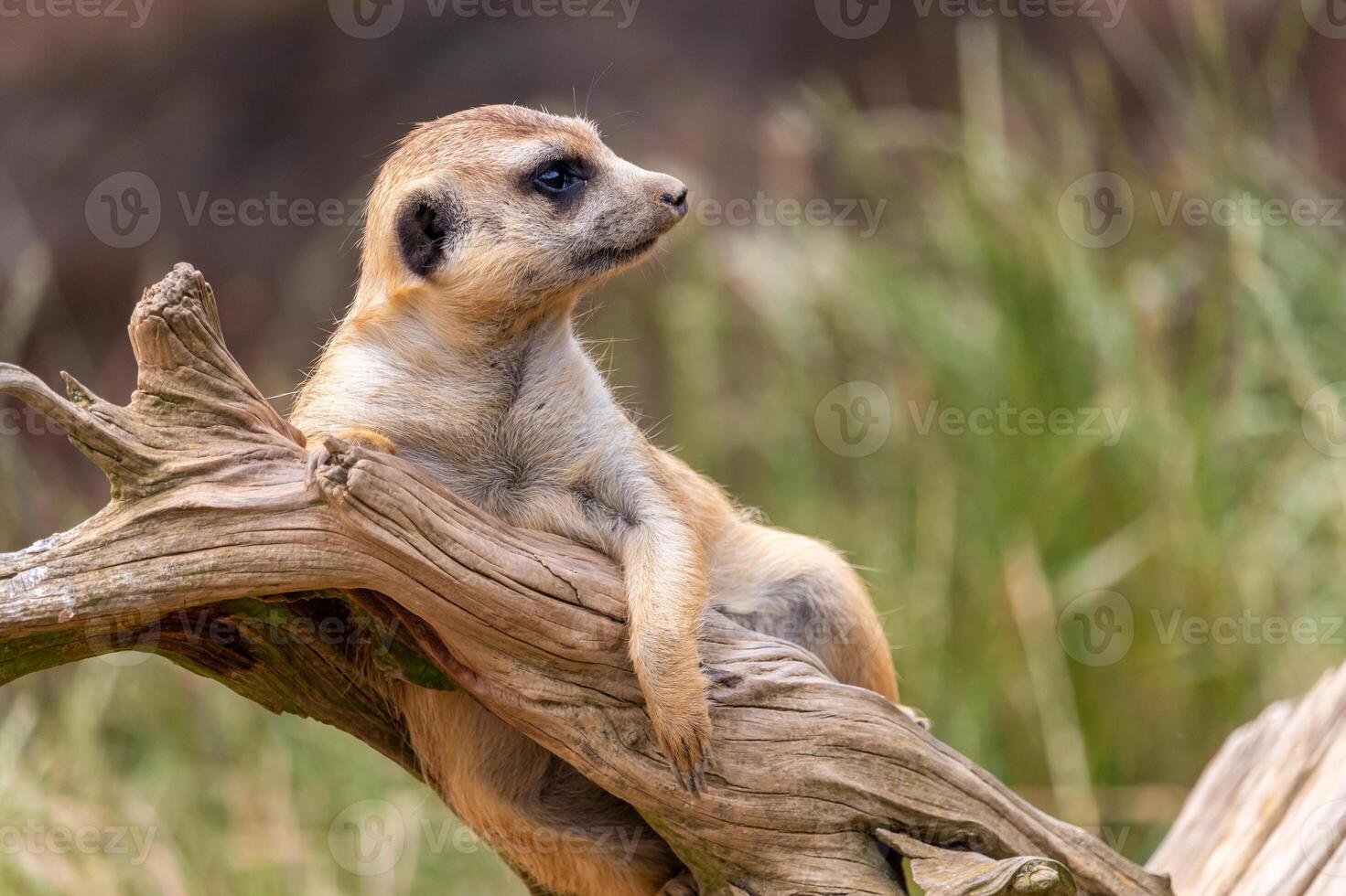 a meerkat on guard, lying on a dead tree root photo