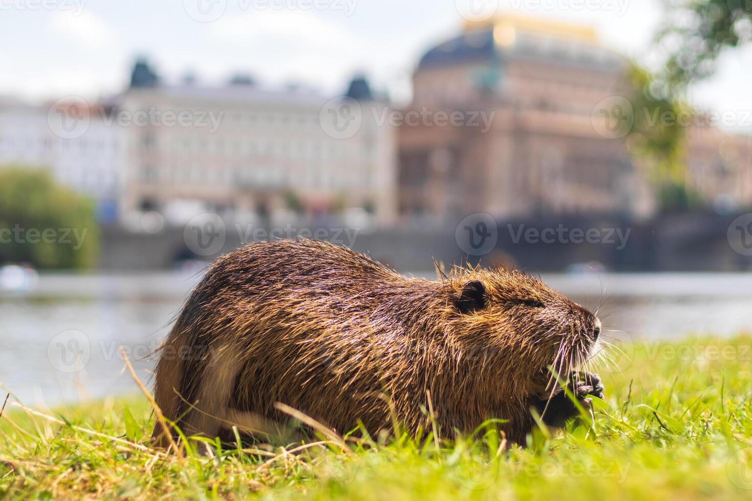 Nutria on Strelecky Island on the Vltava river, National Theatre in the background, Prague, Czech republic photo