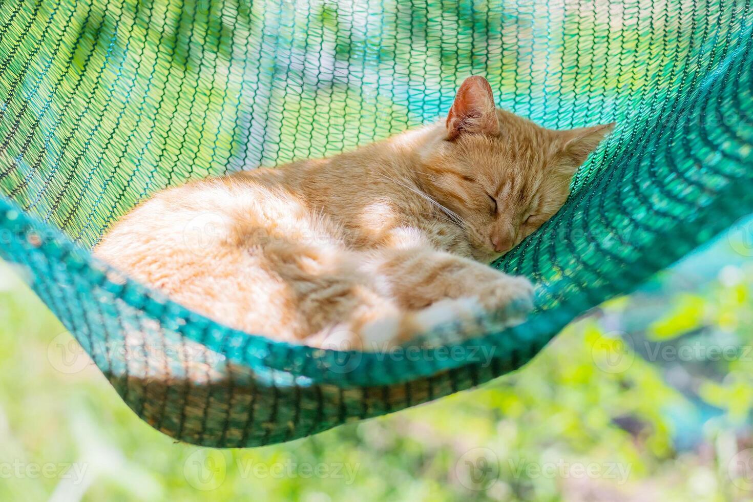 red cat lying and sleeping in a hammock in the garden on a sunny summer day photo