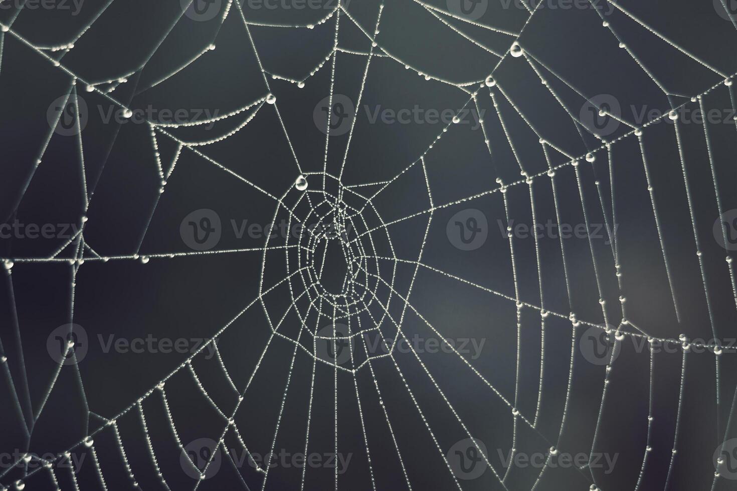 Cobweb - drops of morning dew on a spider web in fog photo