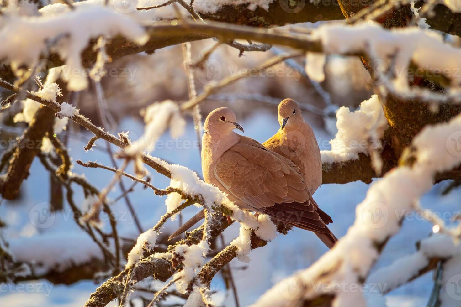 A pair of a collared doves on branch of snowy tree in winter photo