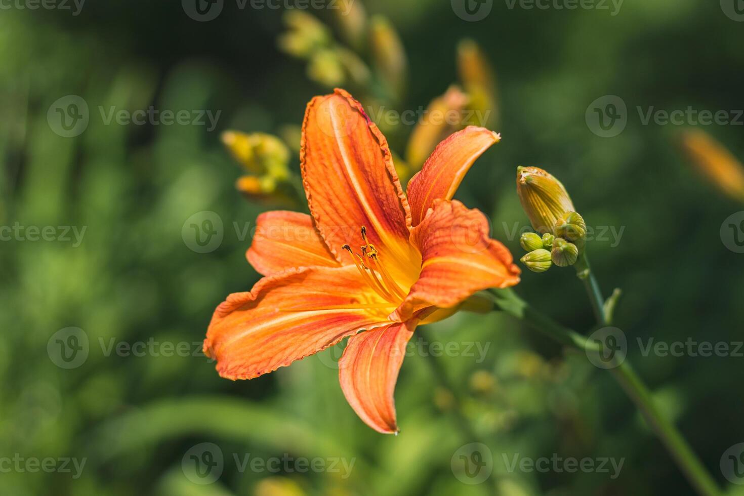 The orange daylily Hemerocallis fulva - beautiful blooming flower photo