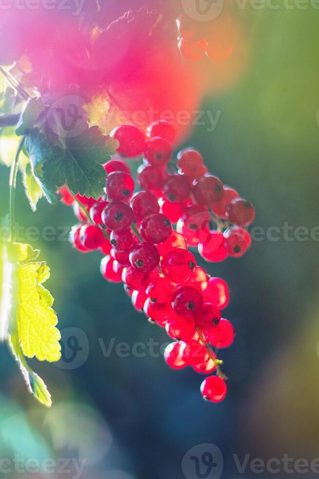 red currant growing on bush, blurred background photo