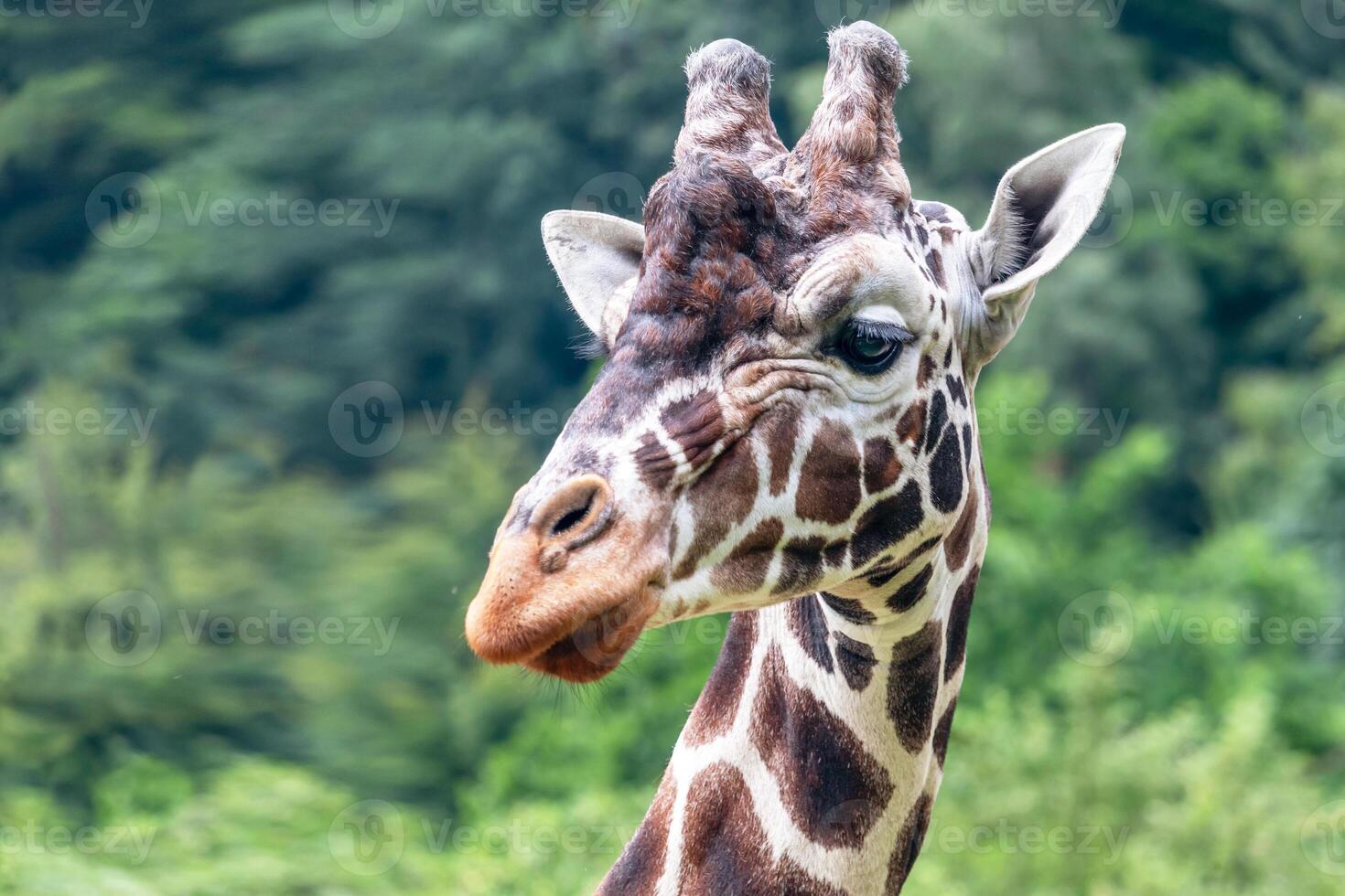 portrait of a giraffe - giraffe head, green trees in the background photo
