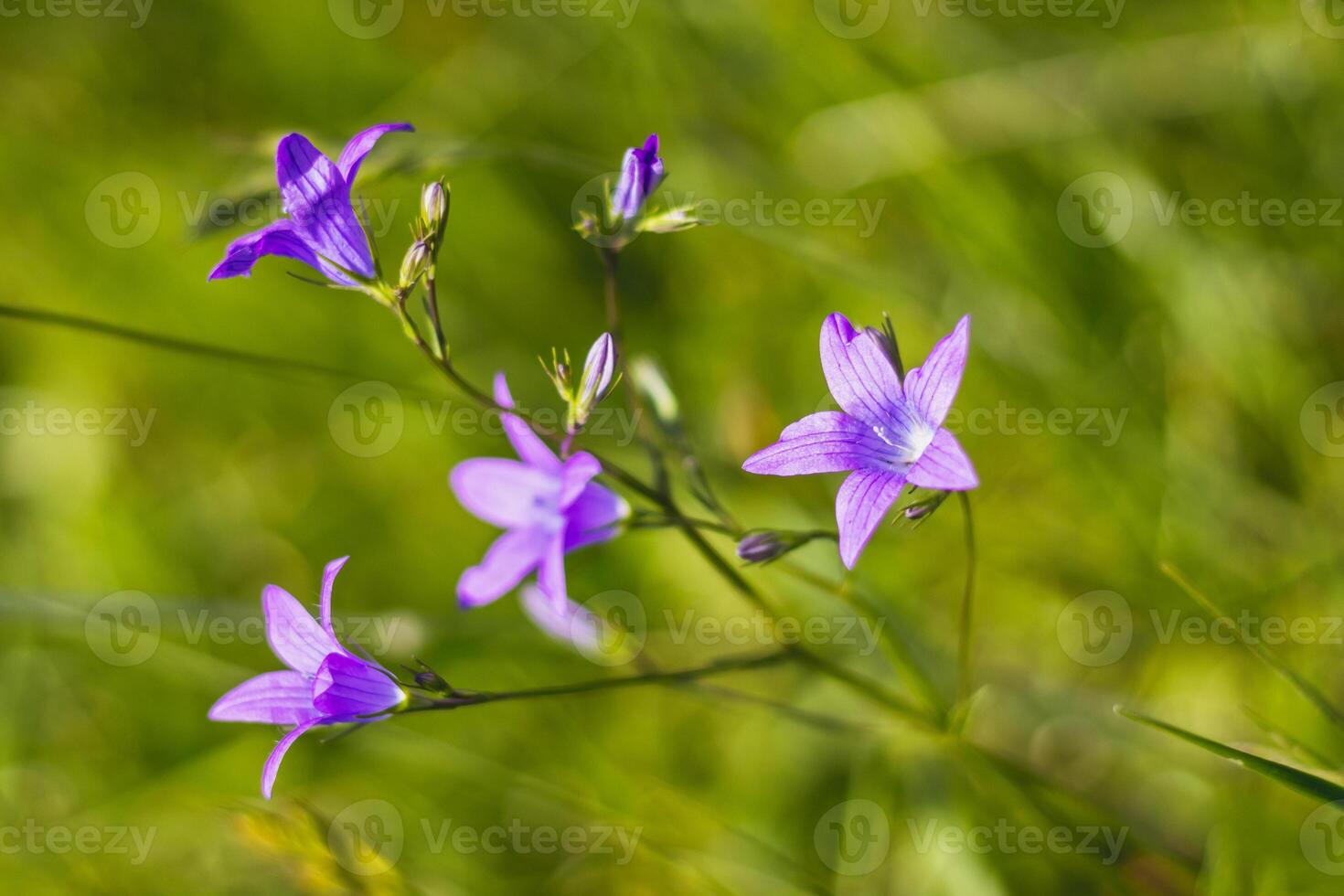 Campanula patula - spreading bellflower - beautiful purple flowers photo