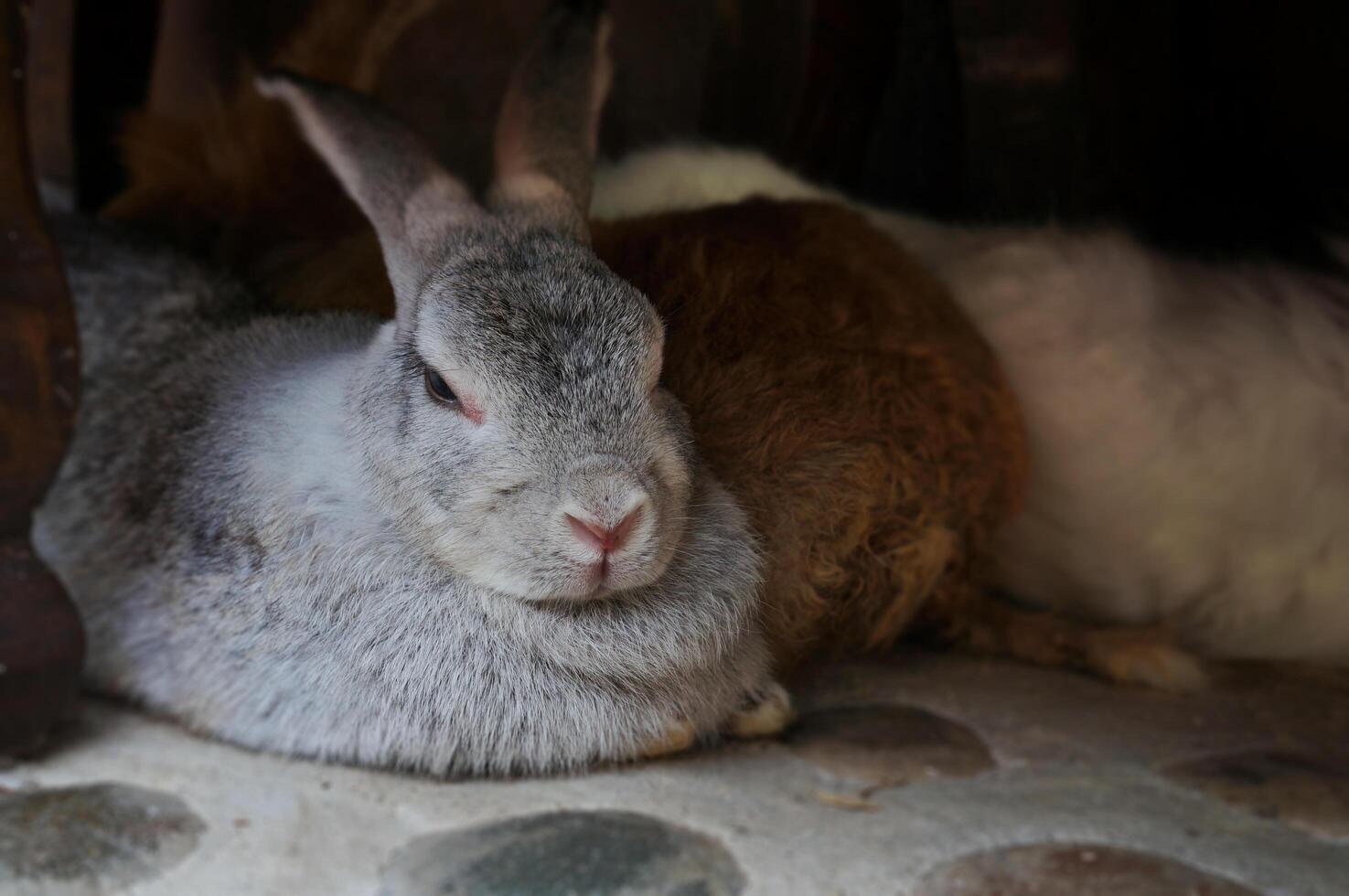 Adorable Rabbits Resting Together Indoors on a Sunny Day photo