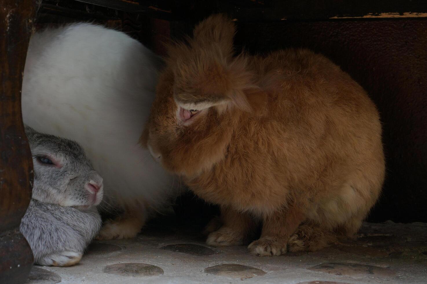 A brown rabbit sits next to another rabbit on the ground photo