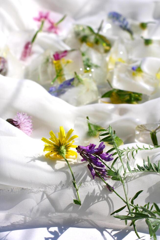 Flowering wild grass and herbs isolated on white background. Border of meadow flowers wildflowers and plants. photo
