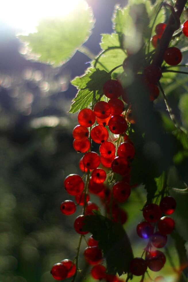 ripe currant on a branch. the concept of growing and harvesting. Fruits growing in an organic garden photo