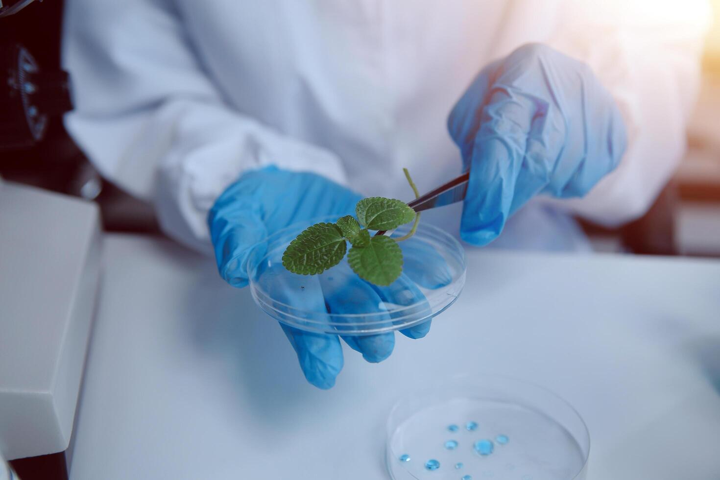 Scientist cutting plant tissue culture in petri dish, performing laboratory experiments. Small plant testing. Asparagus and other tropical plant. Thailand. Soft light, close-up. photo
