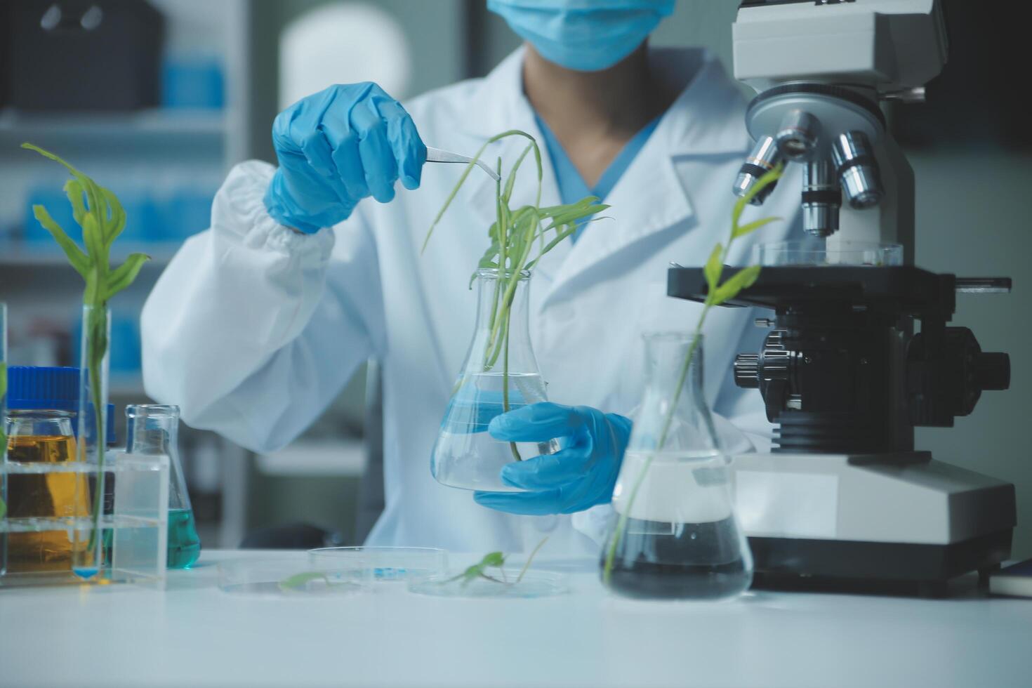 Scientist cutting plant tissue culture in petri dish, performing laboratory experiments. Small plant testing. Asparagus and other tropical plant. Thailand. Soft light, close-up. photo