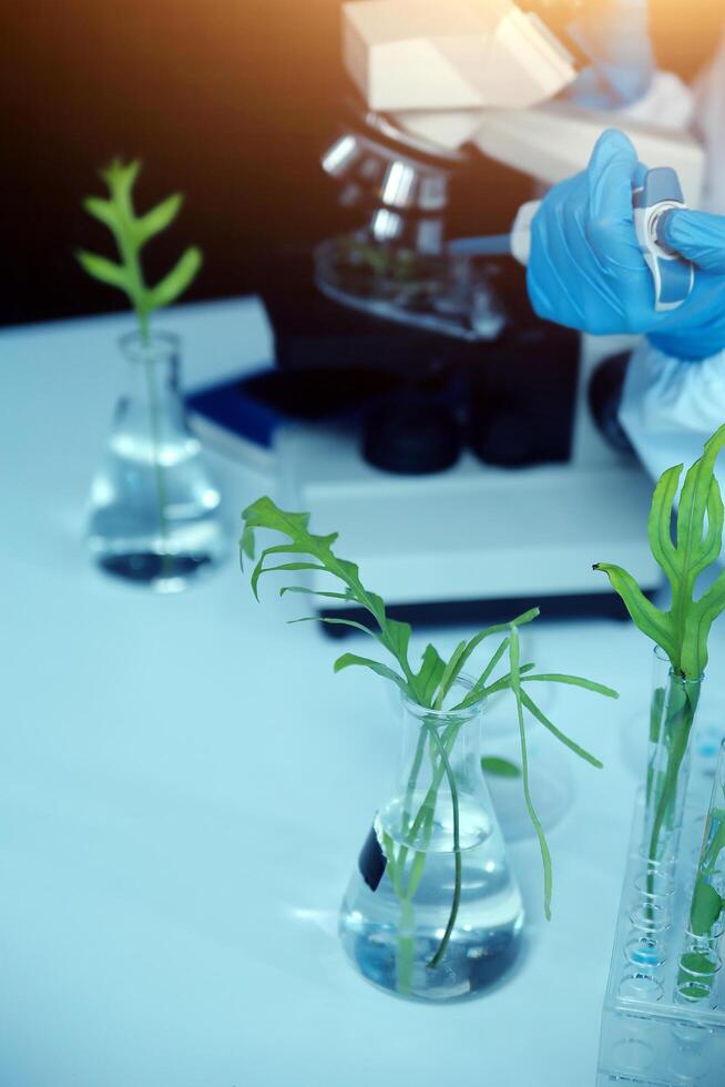 Scientist cutting plant tissue culture in petri dish, performing laboratory experiments. Small plant testing. Asparagus and other tropical plant. Thailand. Soft light, close-up. photo