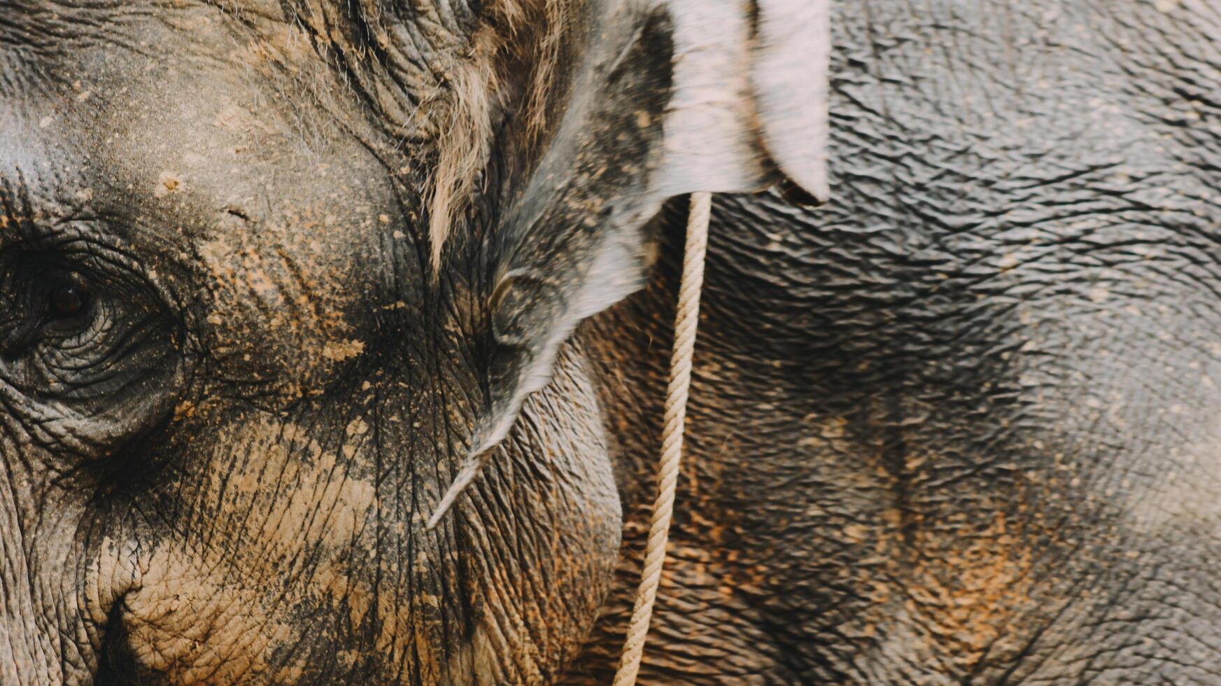 Two large land mammals, Asian elephants, elephas maximus standing side by side, covered in mud, flapping its ears, uses its long trunk to pick up food, eating branches with leaves on the ground. photo