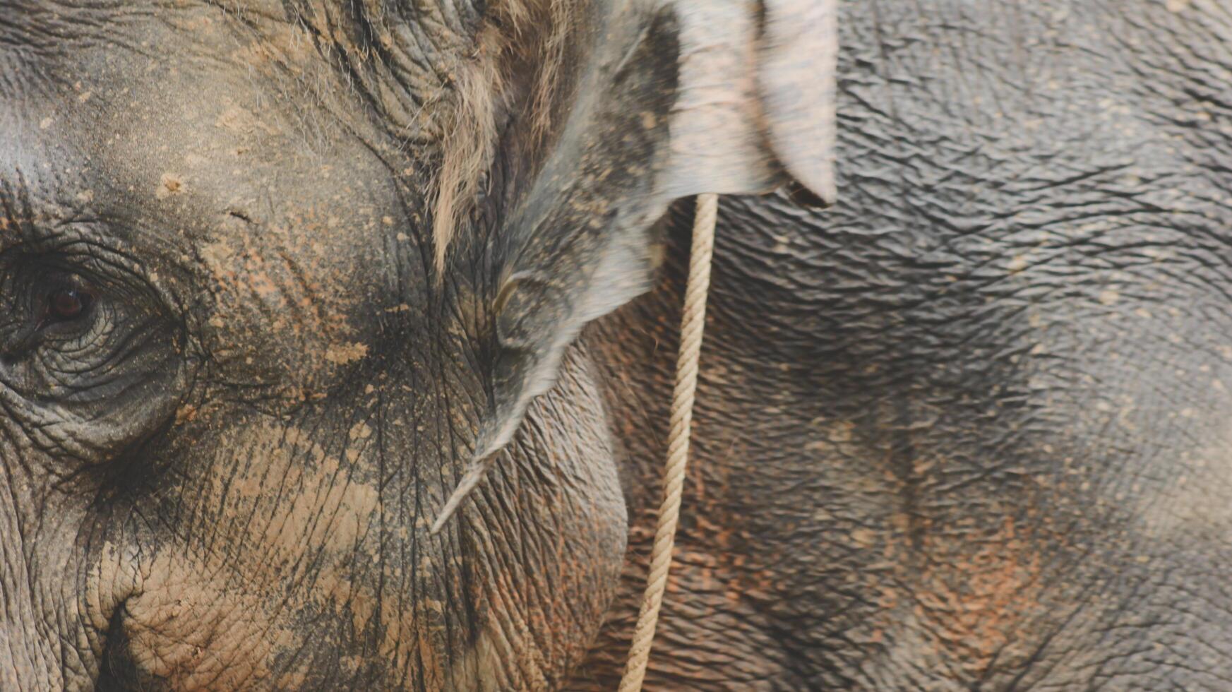 Two large land mammals, Asian elephants, elephas maximus standing side by side, covered in mud, flapping its ears, uses its long trunk to pick up food, eating branches with leaves on the ground. photo
