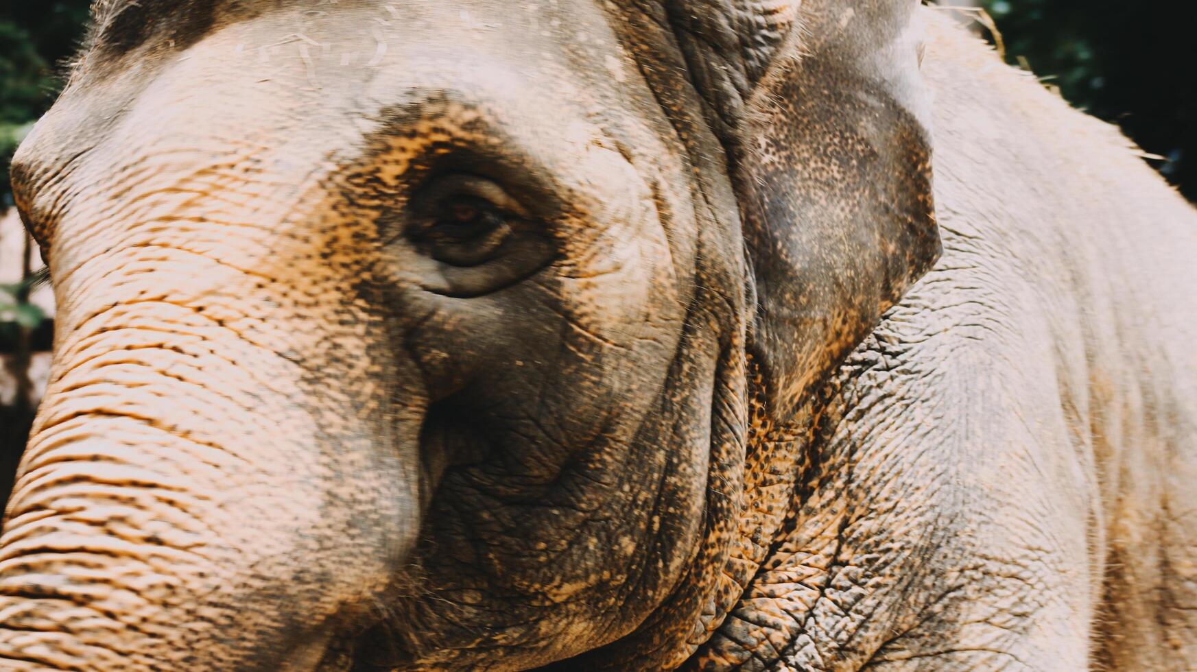 Two large land mammals, Asian elephants, elephas maximus standing side by side, covered in mud, flapping its ears, uses its long trunk to pick up food, eating branches with leaves on the ground. photo