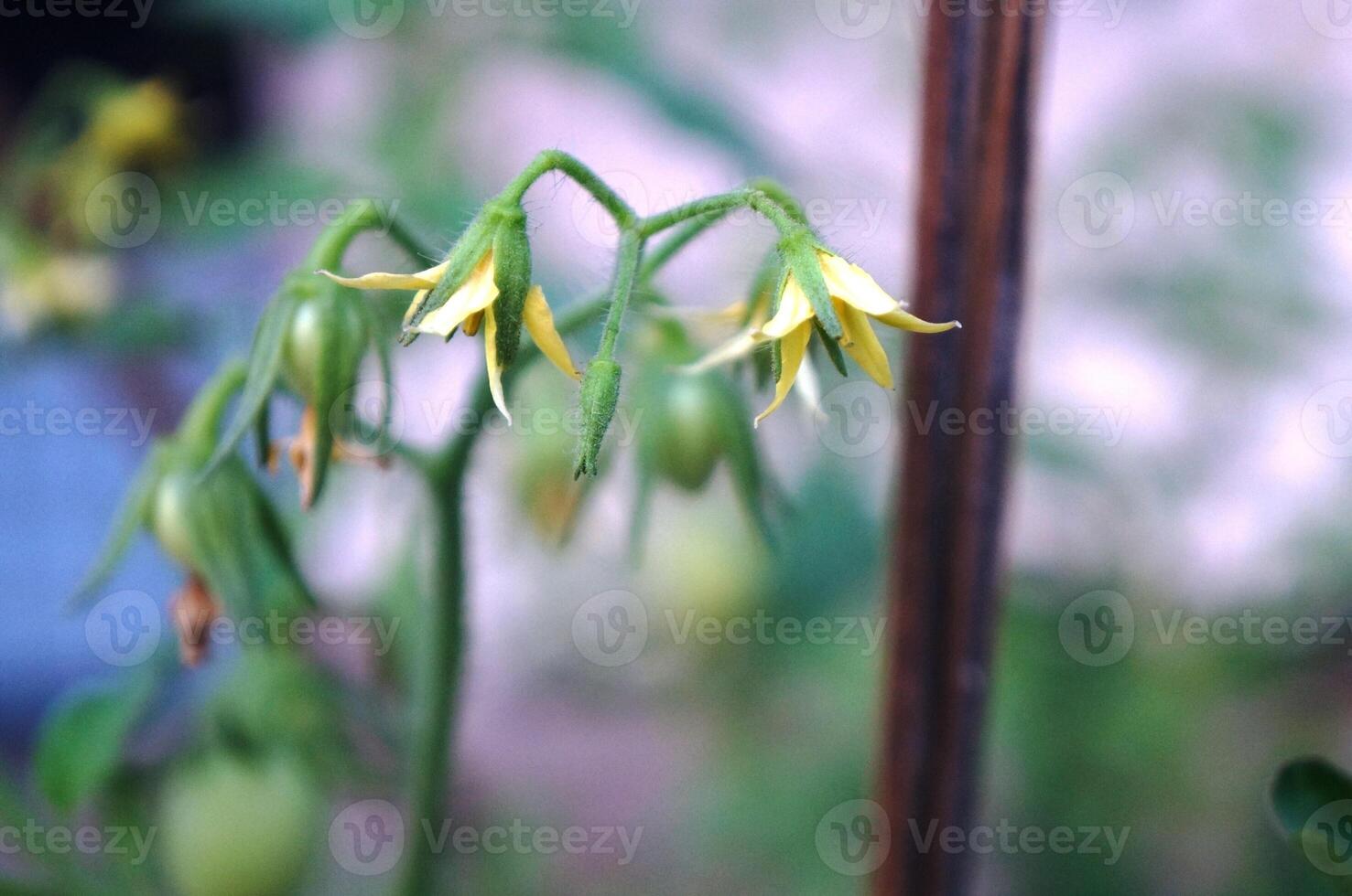 tomato plants bear fruit, Tomato plants bear abundant fruit in the yard of the house photo