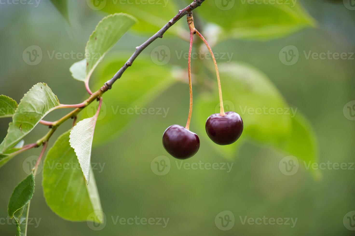 Close-up of two ripe cherries hanging from a branch with lush green leaves photo