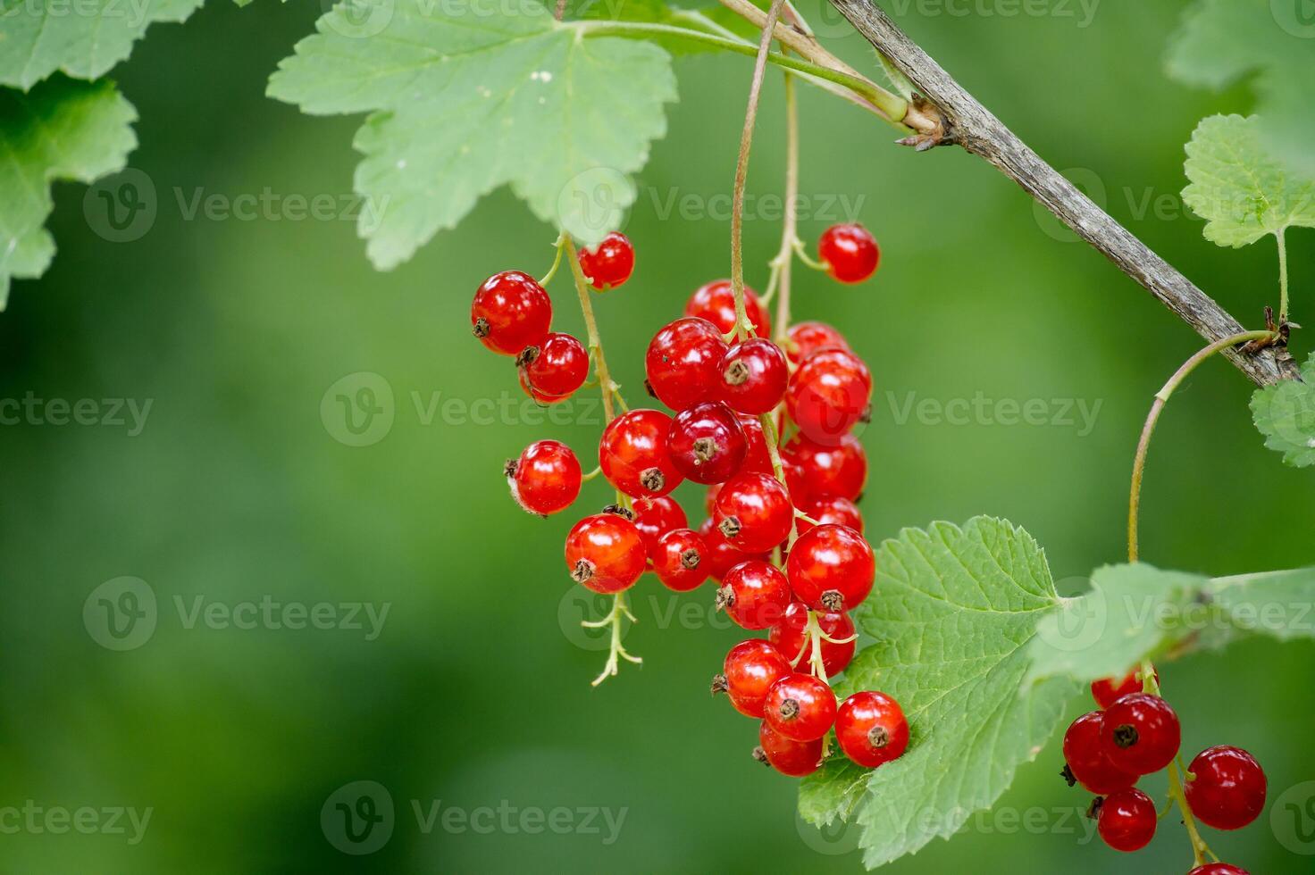 Ripe red currants hanging on branches in a garden photo