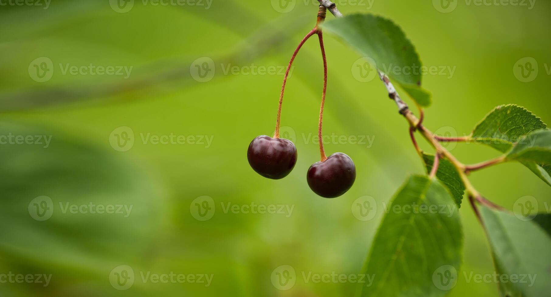 Close-up of two ripe cherries hanging from a branch with lush green leaves photo