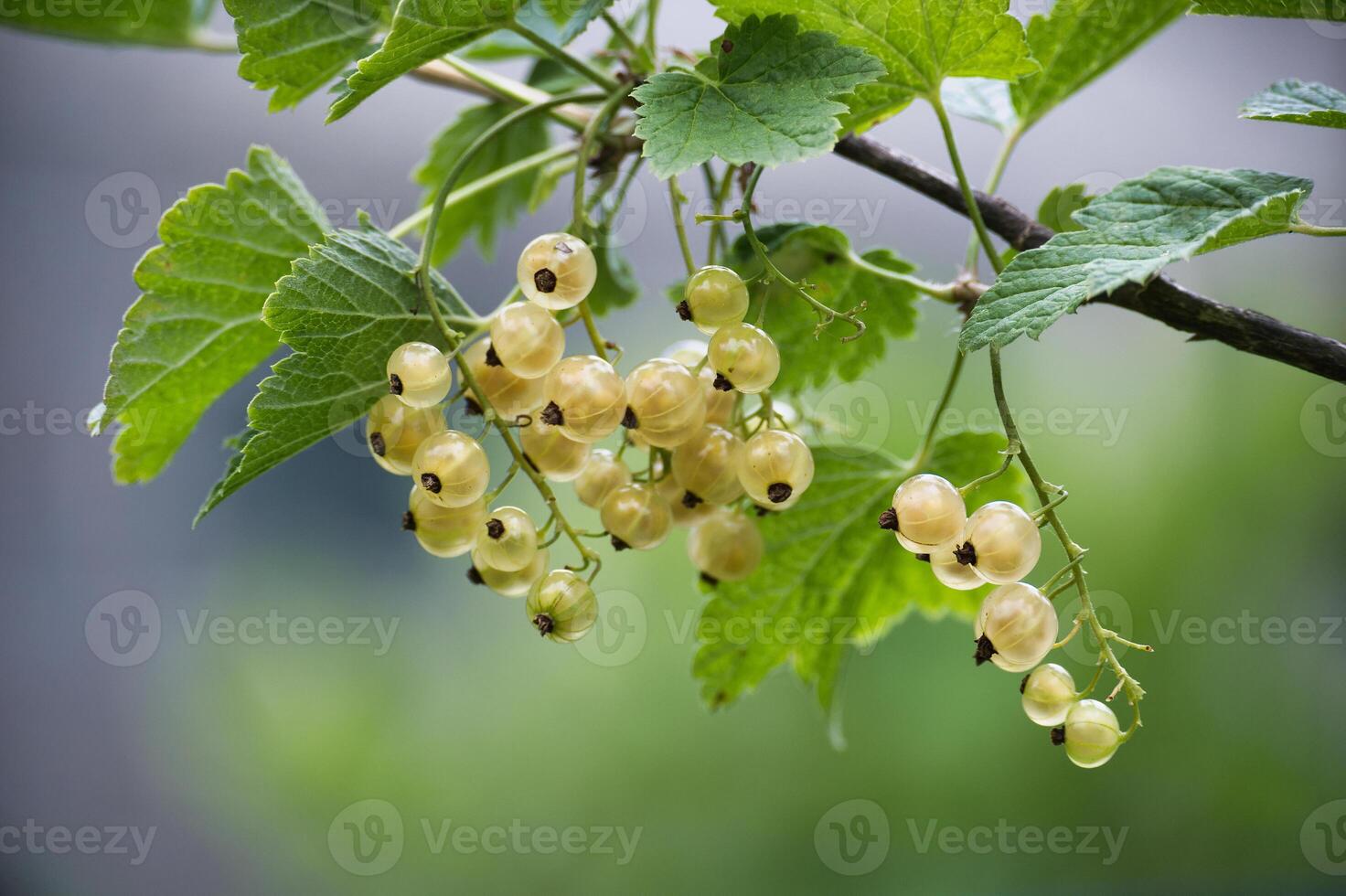 Bunch of white currants hanging from a tree branch photo