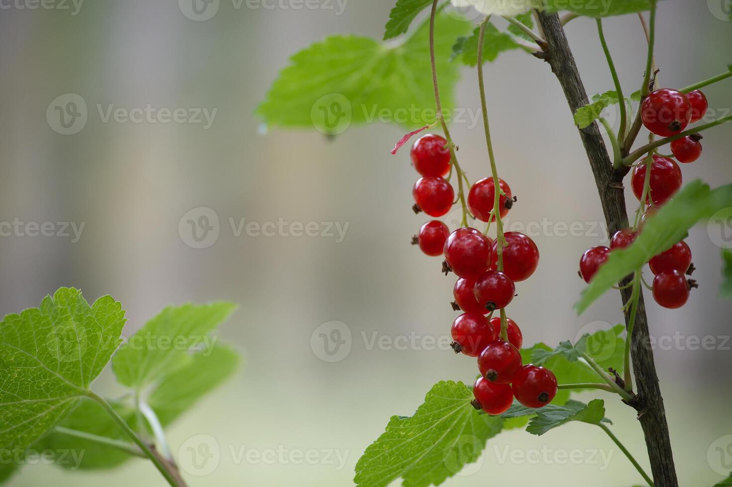 Ripe red currants hanging on branches in a garden photo