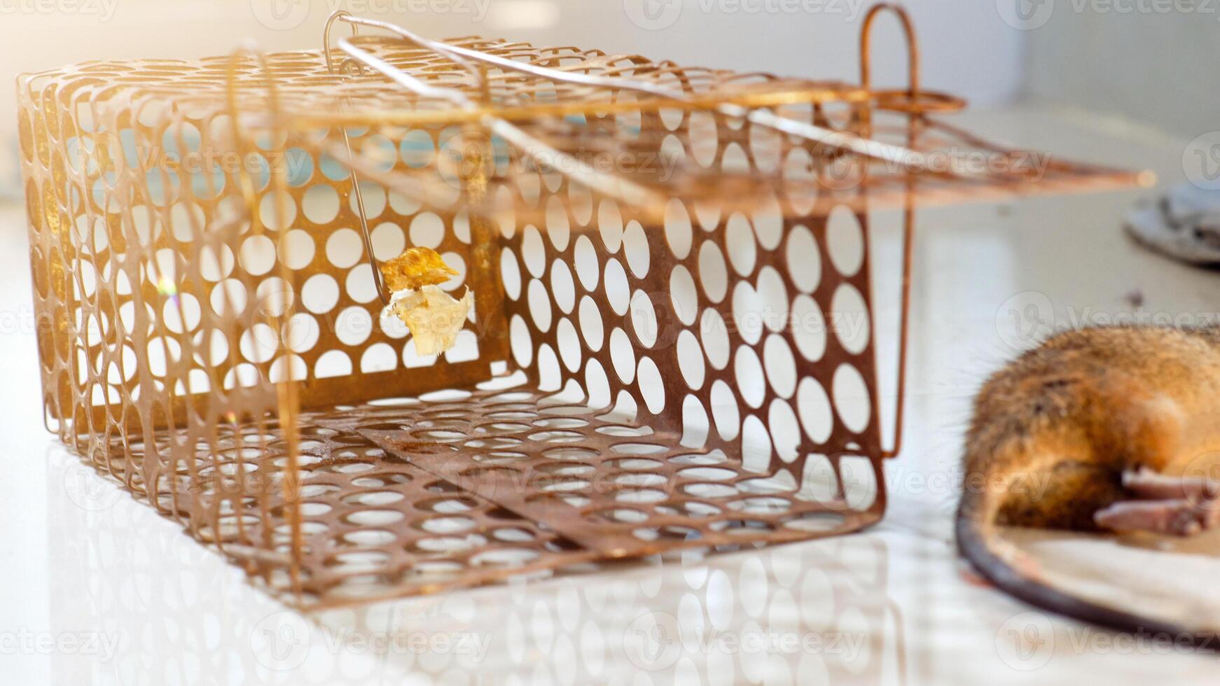 metal mesh mouse trap cage with dead mouse photo