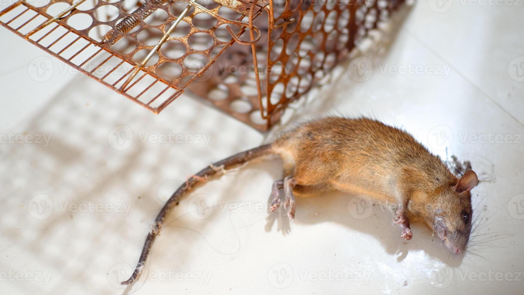 dead mouse caused of eat poison outside metal mesh mouse trap cage photo