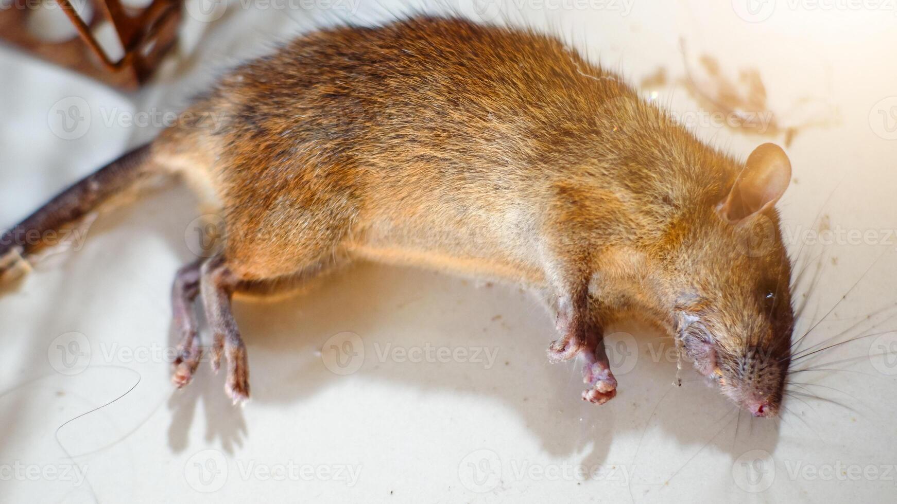 dead mouse caused of eat poison photo