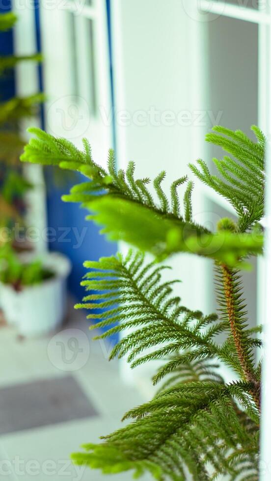 pine trees with sharp leaves and refreshing green against a blurred building background photo