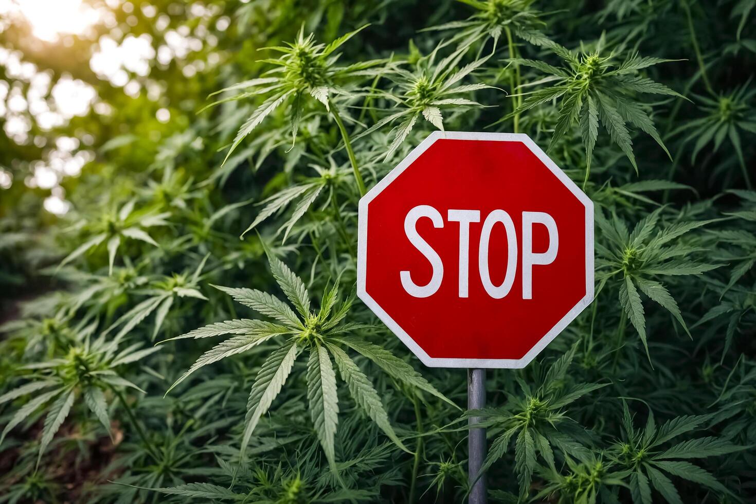 Prohibition in Green - Stop Sign Amidst Cannabis Plants photo