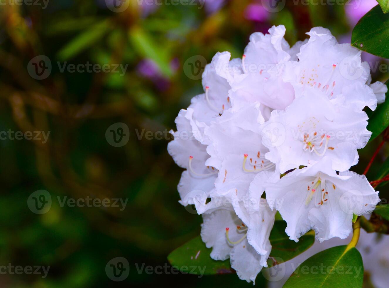 White rhododendron flowers in full bloom photo