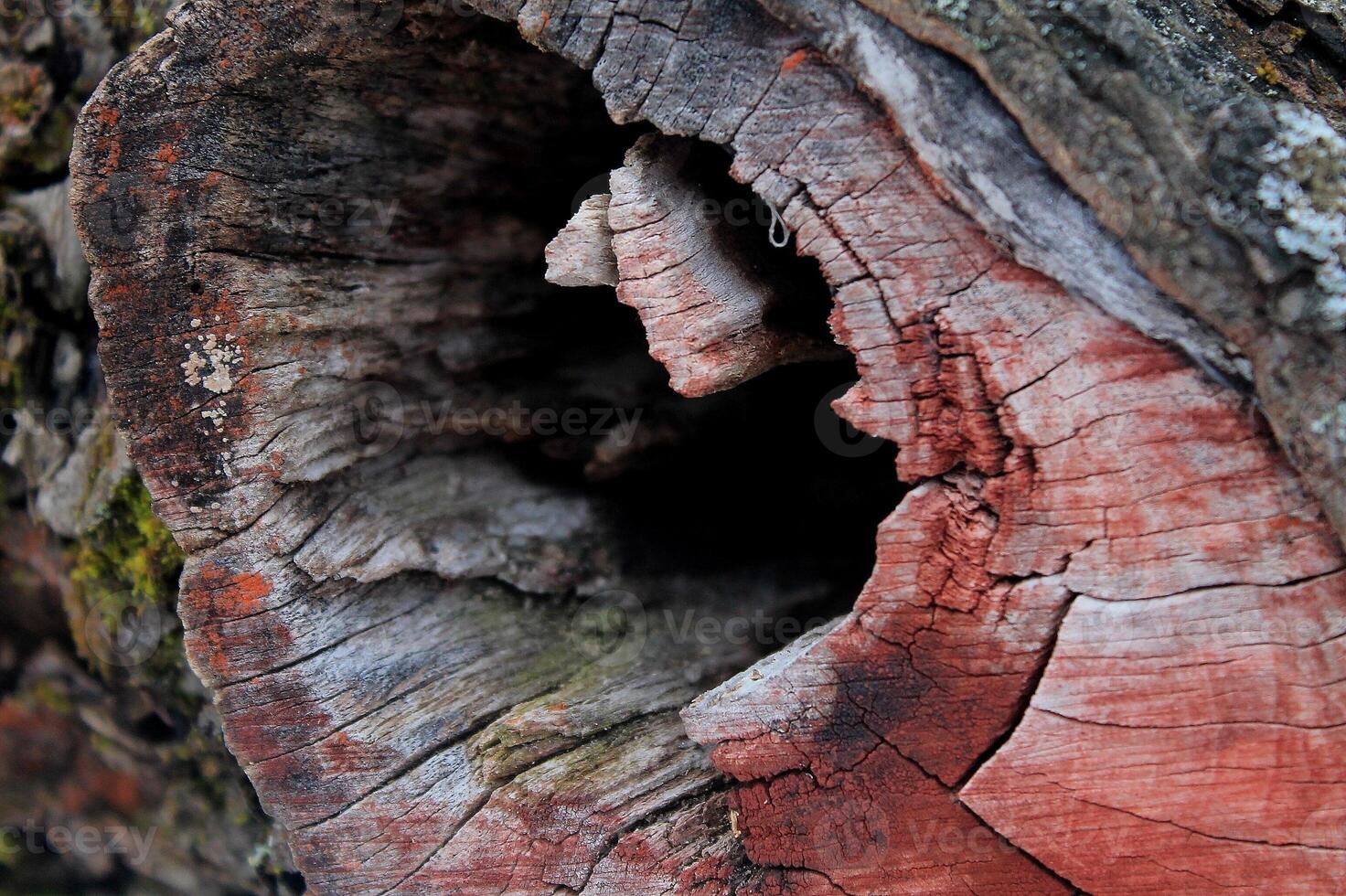 Natural Wood texture of tree stump found in the deep forest in Kursk, Russia photo