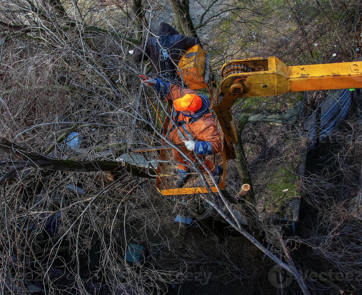 Municipal service workers stand with a chainsaw in a crane basket and trim dangerous trees photo