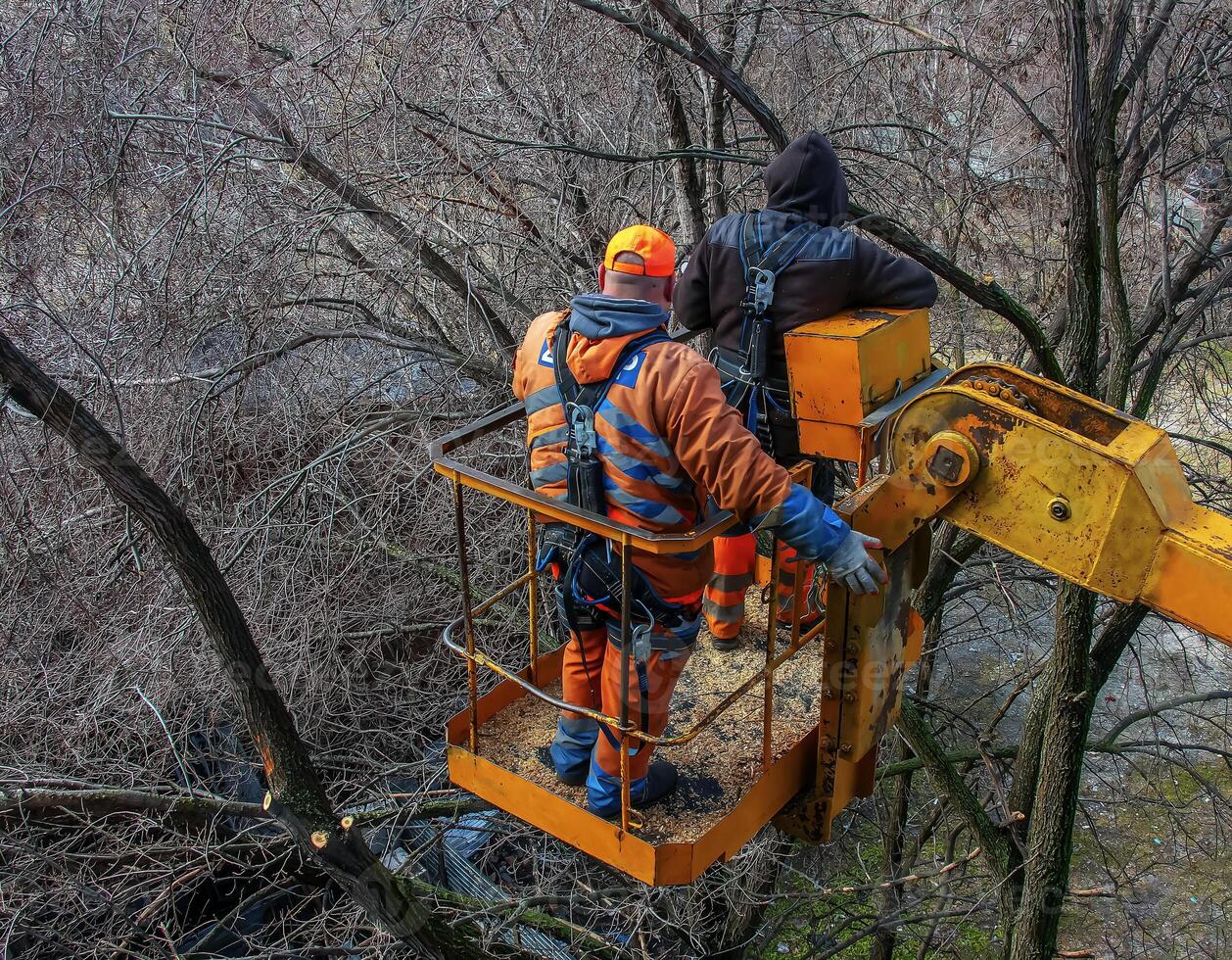 Municipal service workers stand with a chainsaw in a crane basket and trim dangerous trees photo