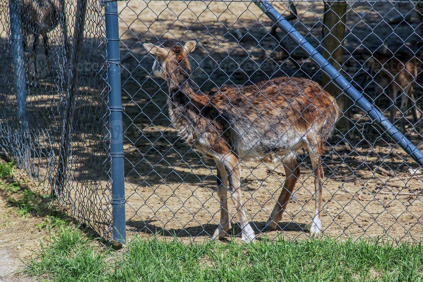European mouflon Ovis orientalis in a nursery in Nitra, Slovakia photo