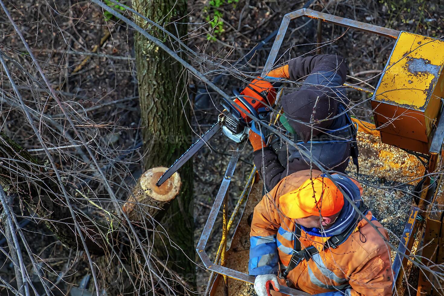 Municipal service workers stand with a chainsaw in a crane basket and trim dangerous trees photo