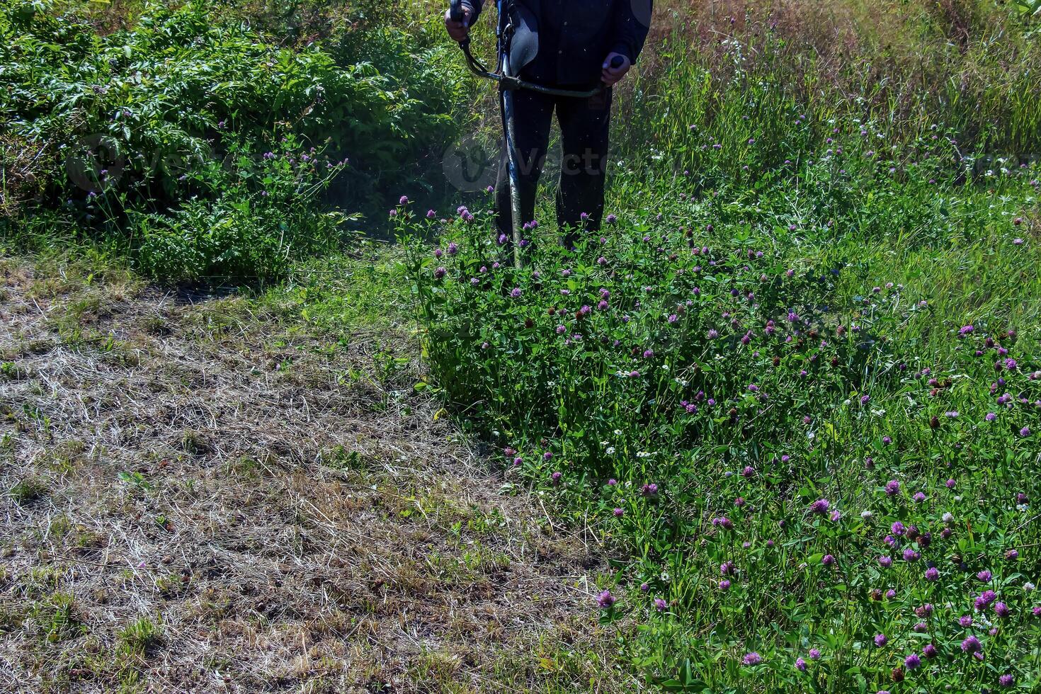 A man cuts and mows the grass. Grass cutting work. Worker mows lawn with grass photo