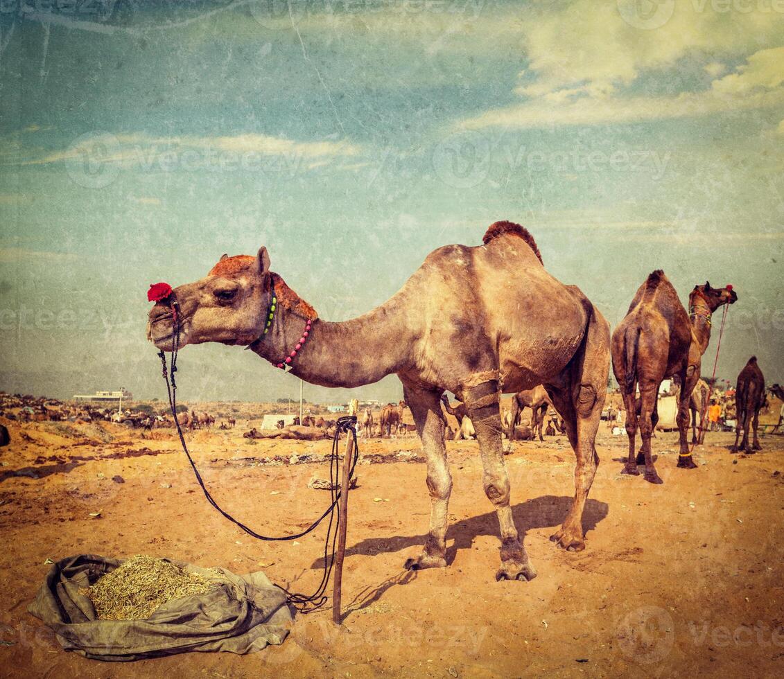 Camels at Pushkar Mela Pushkar Camel Fair , India photo