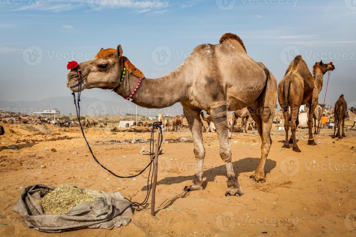 Camels at Pushkar Mela Pushkar Camel Fair , India photo