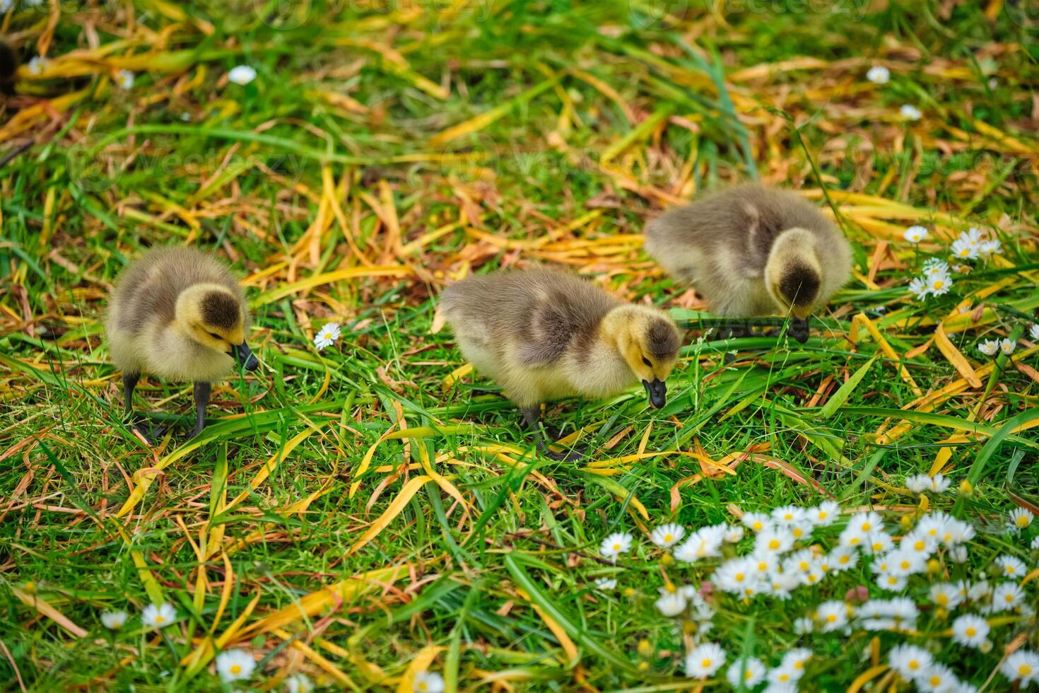 Canada goose goslings photo