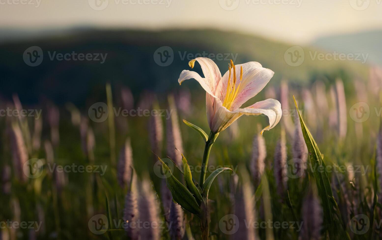 White lily flower in a field on a blurred background photo