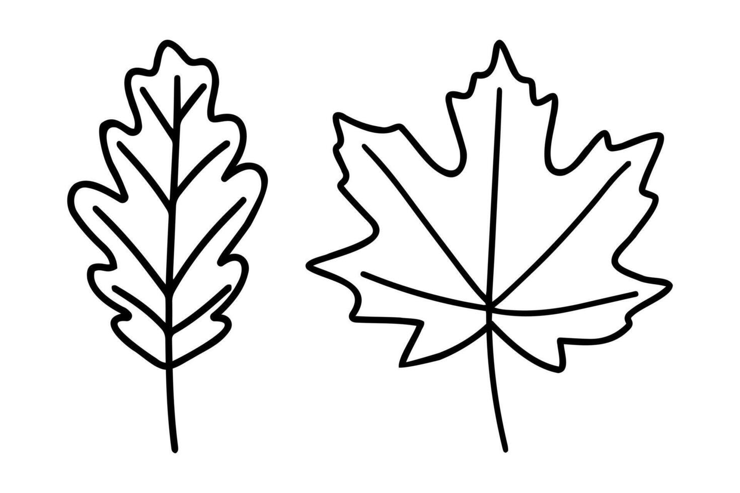 Oak and maple leaves vector