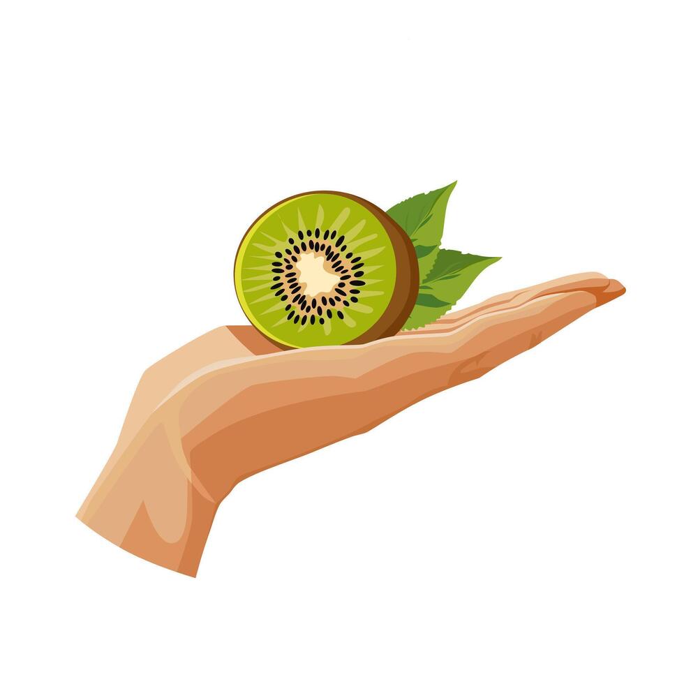 Freshly and healthy green half kiwi in the palm of the hand isolated on white background. illustration in flat style with dietary fruit. Clipart for card, banner, flyer, poster design vector