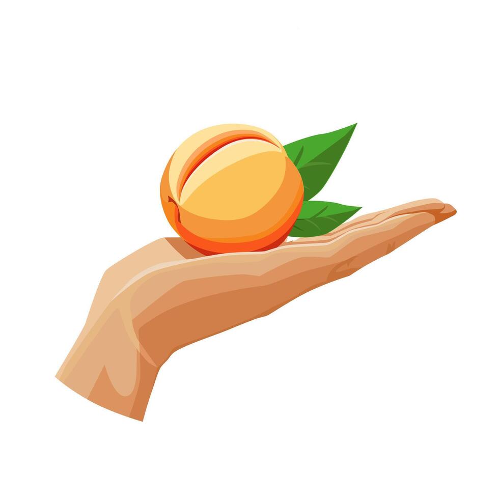 Freshly and healthy orange peach in the palm of the hand isolated on white background. illustration in flat style with dietary fruit. Clipart for card, banner, flyer, poster design vector
