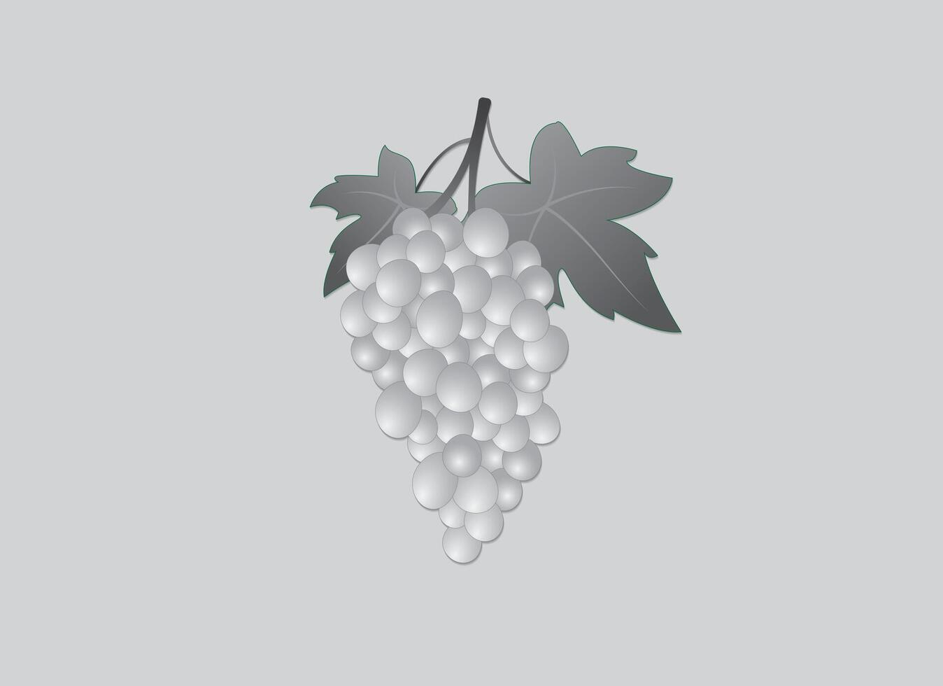 A black and white grapevine in white background vector
