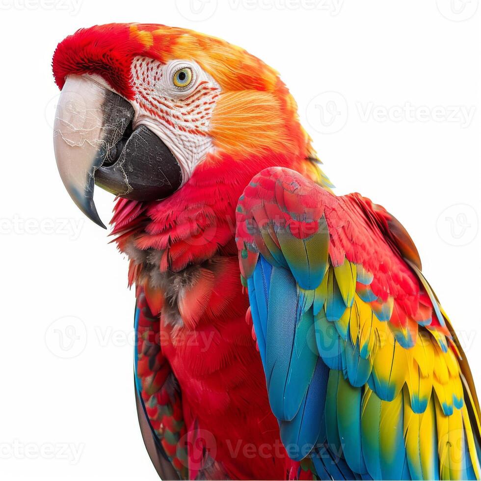 A colorful macaw parrot with vibrant red, blue, and yellow feathers isolated on a white background. photo