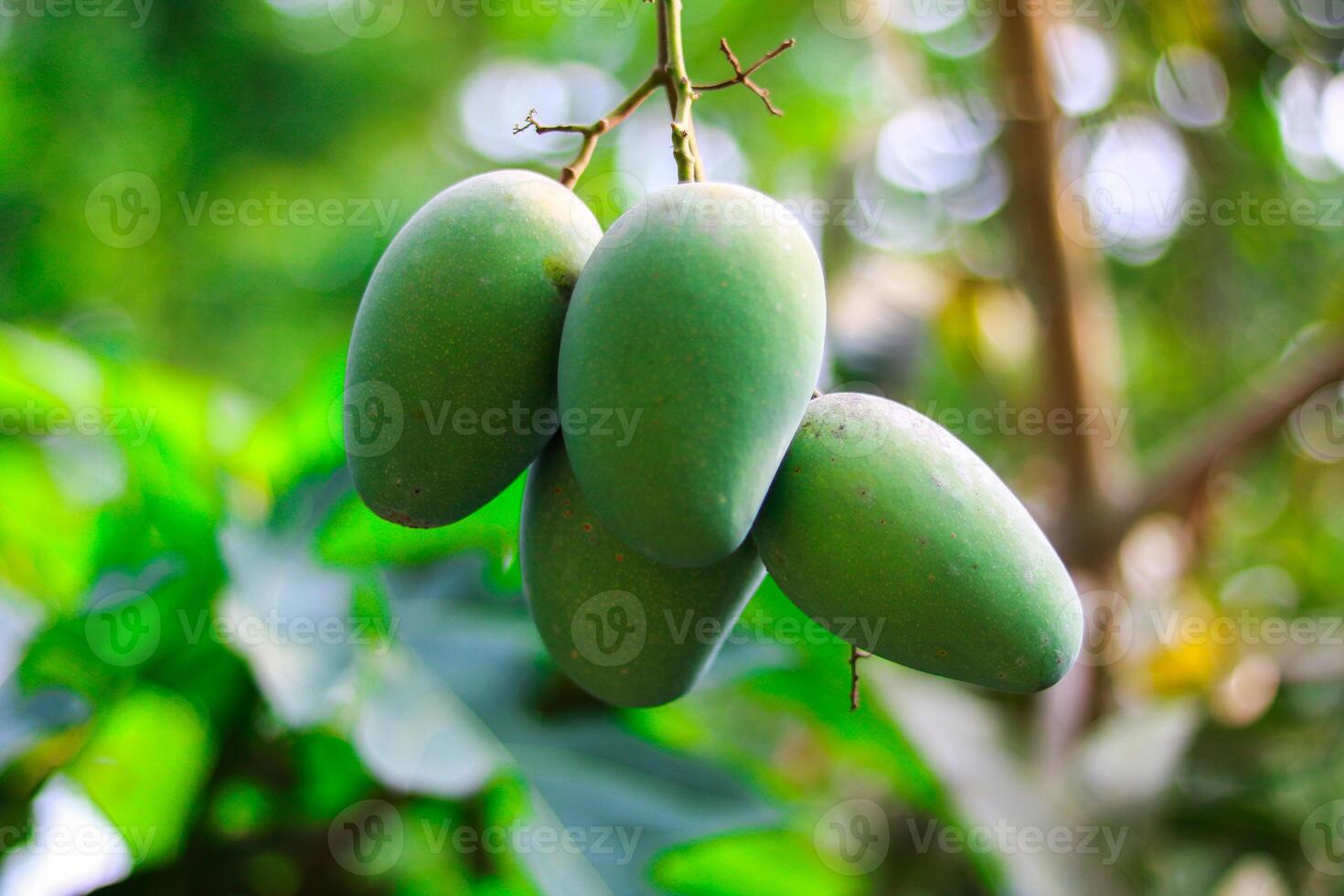 Mango fruit on the tree in the garden with nature background. photo