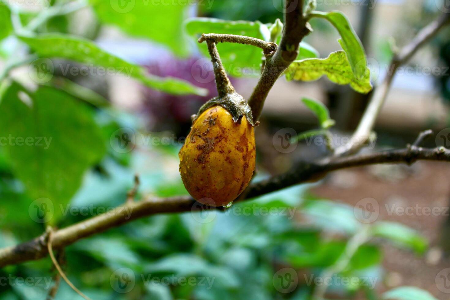 a ripe yellow eggplant on a tree photo