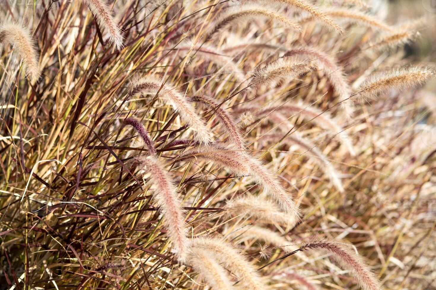 an image of a field of wild grass blowing in the wind during sunset photo