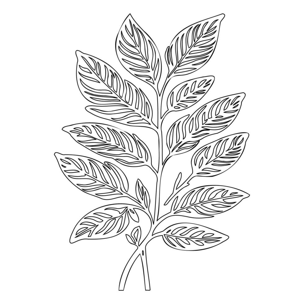viburnum leaf floral outline illustration sketch vector